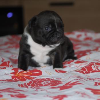 chiot Staffordshire bull terrier Bringé pan blanc BASKO Elevage zadatis  caniche , teckel