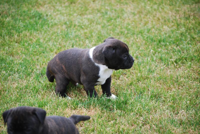 ZADATIS Boston Mâle Staffordshire bull terrier