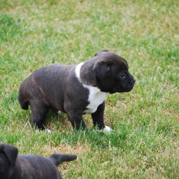 chiot Staffordshire bull terrier Bringé pan blanc BASKO Elevage zadatis  caniche , teckel