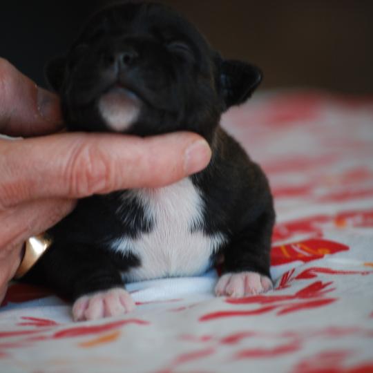 chiot Staffordshire bull terrier Bringé Berkey Elevage zadatis  caniche , teckel