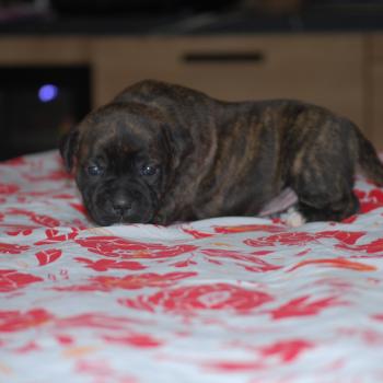 chiot Staffordshire bull terrier Bringé Berkey Elevage zadatis  caniche , teckel