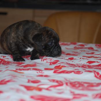 chiot Staffordshire bull terrier Bringé Berkey Elevage zadatis  caniche , teckel