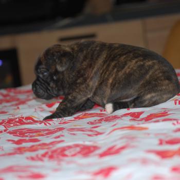 chiot Staffordshire bull terrier Bringé Berkey Elevage zadatis  caniche , teckel