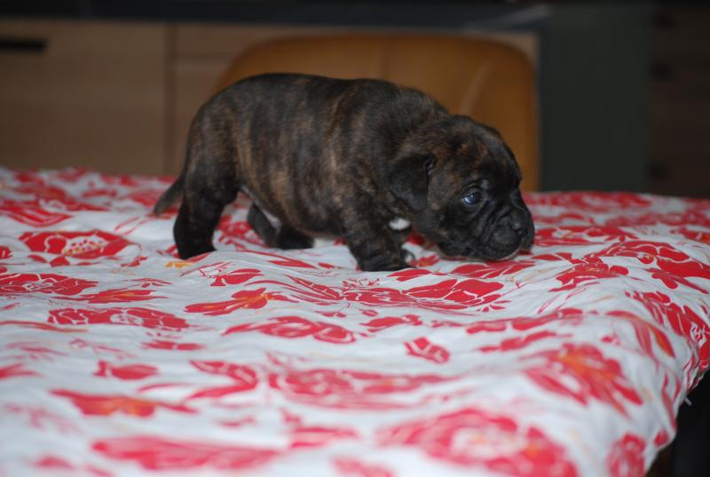 ZADATIS Berkey Mâle Staffordshire bull terrier