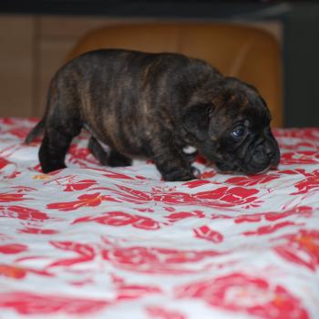 chiot Staffordshire bull terrier Bringé Berkey Elevage zadatis  caniche , teckel