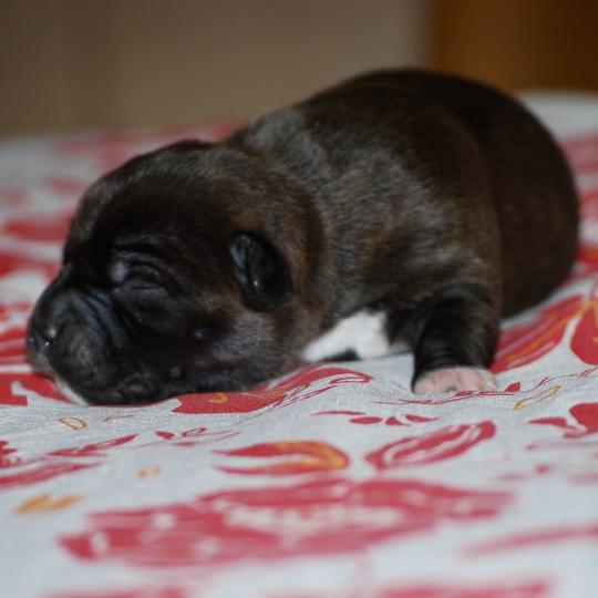 chiot Staffordshire bull terrier Bringee Elevage zadatis  caniche , teckel