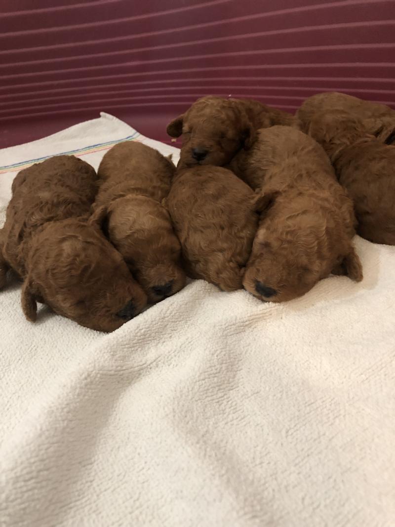 ZADATIS Bichette Femelle Caniche