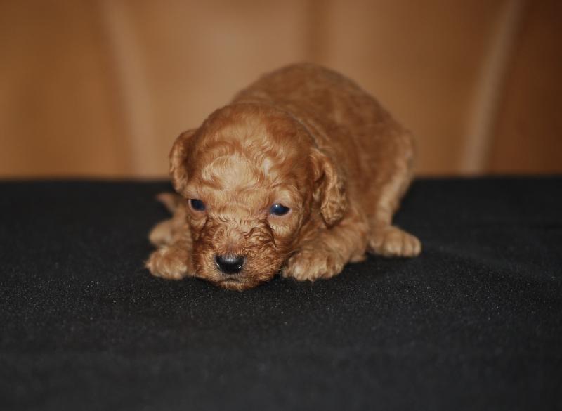 ZADATIS Bess dit Bichette Femelle Caniche