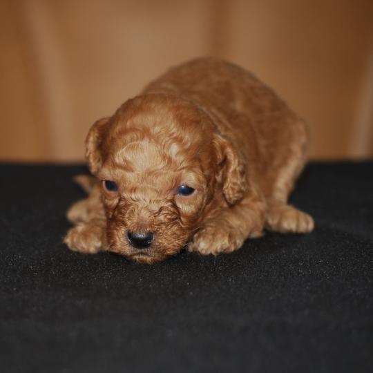 ZADATIS Bess dit Bichette Femelle Caniche