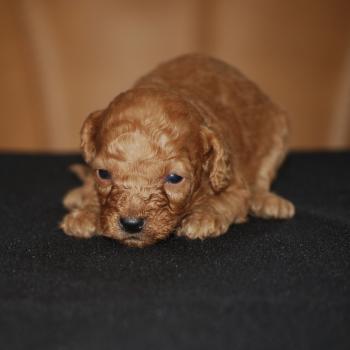chiot Caniche Fauve rouge Bichette Elevage zadatis  caniche , teckel
