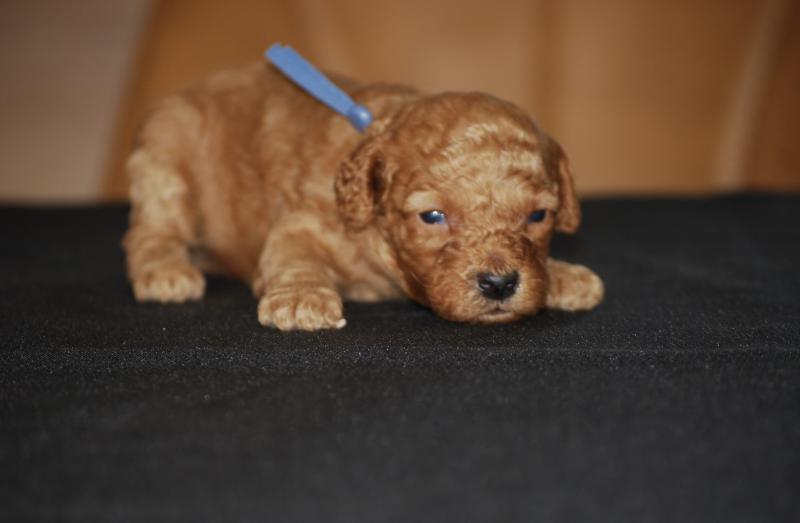 ZADATIS Bernie  col bleu clair Mâle Caniche