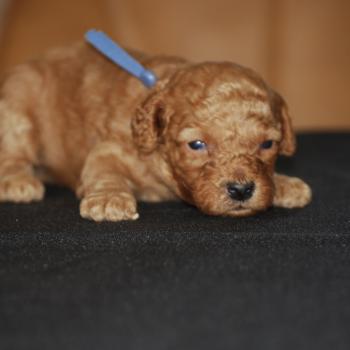 chiot Caniche Fauve Bozo col bleu clair Elevage zadatis  caniche , teckel