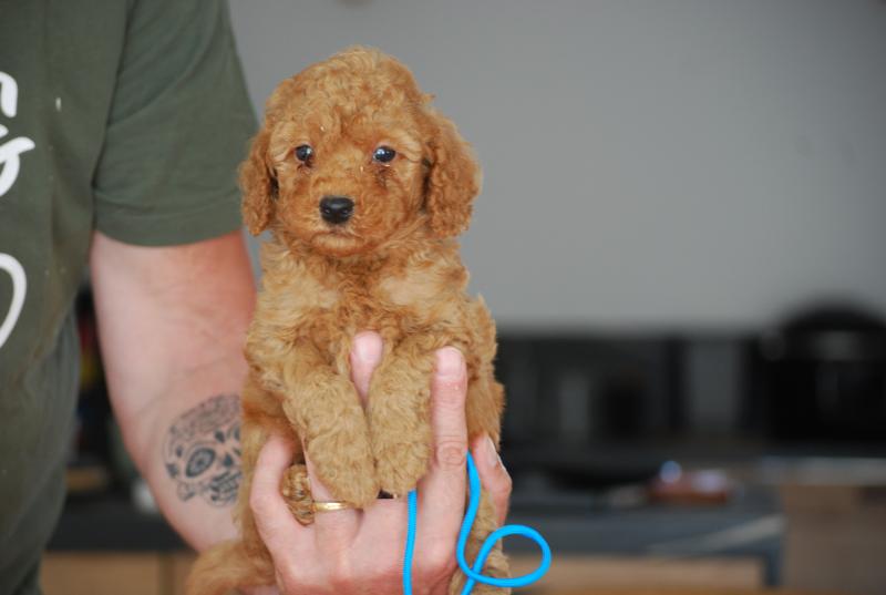 ZADATIS Bernie  col bleu clair Mâle Caniche