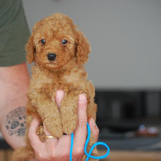 ZADATIS Bernie  col bleu clair Mâle Caniche