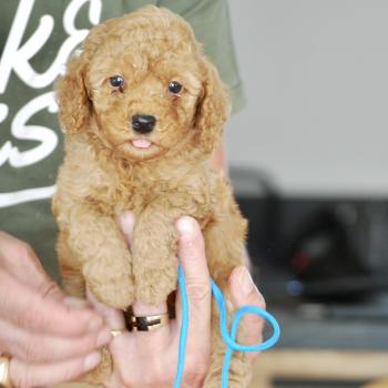chiot Caniche Fauve Bernie  col bleu clair Elevage zadatis  caniche , teckel
