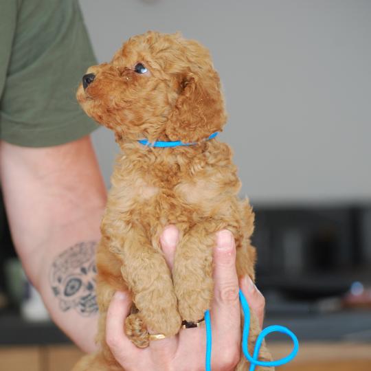 chiot Caniche Fauve Bernie  col bleu clair Elevage zadatis  caniche , teckel