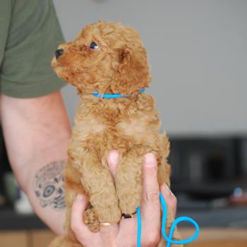 chiot Caniche Fauve Bernie  col bleu clair Elevage zadatis  caniche , teckel