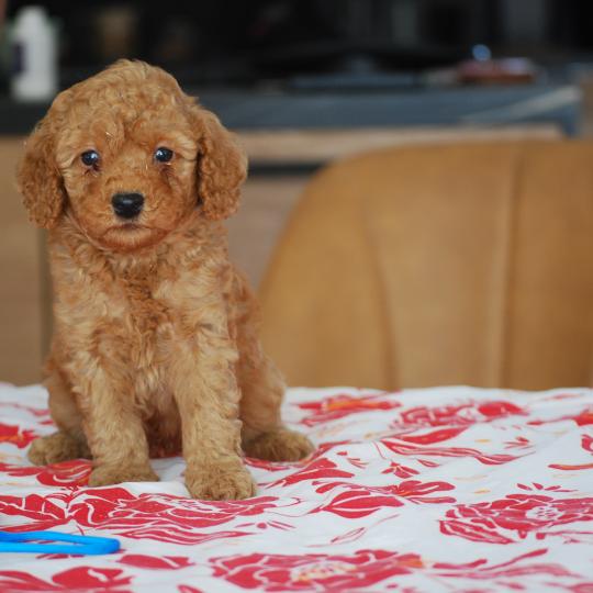 chiot Caniche Fauve Bernie  col bleu clair Elevage zadatis  caniche , teckel