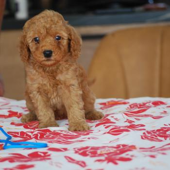 chiot Caniche Fauve Bernie  col bleu clair Elevage zadatis  caniche , teckel