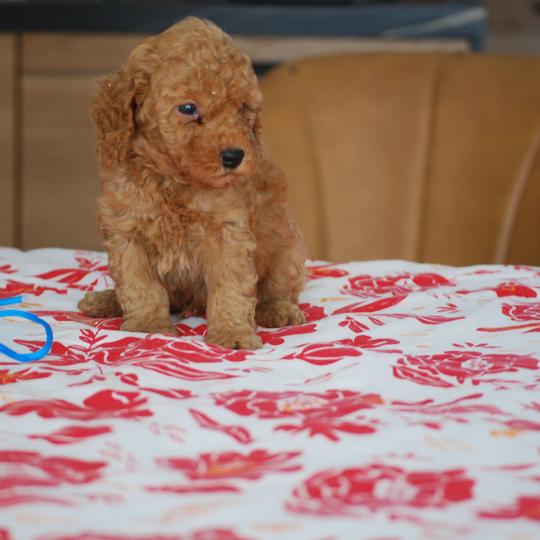 chiot Caniche Fauve Bernie  col bleu clair Elevage zadatis  caniche , teckel
