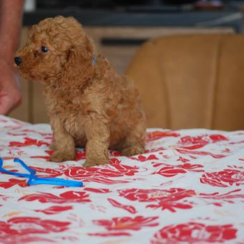 chiot Caniche Fauve Bernie  col bleu clair Elevage zadatis  caniche , teckel