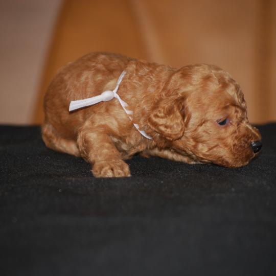 ZADATIS Boly col gris Mâle Caniche