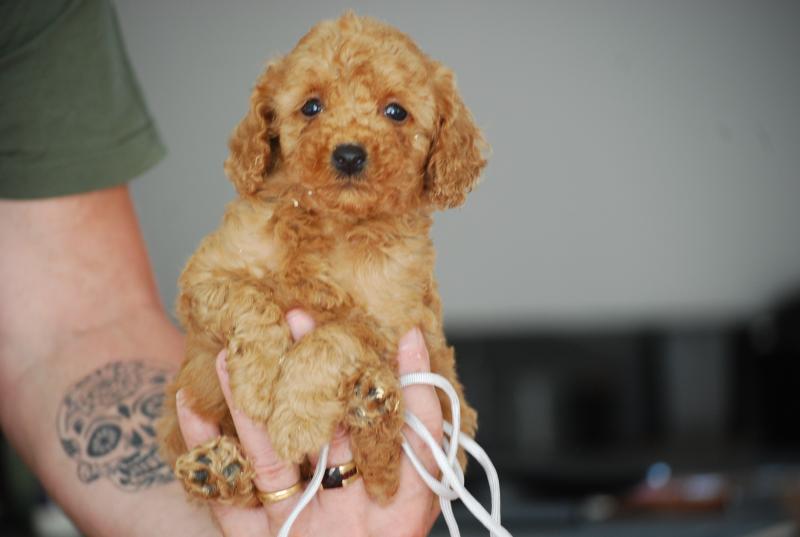 ZADATIS Bobby col gris Mâle Caniche