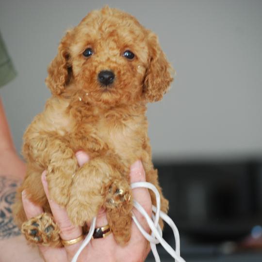 ZADATIS Bobby col gris Mâle Caniche