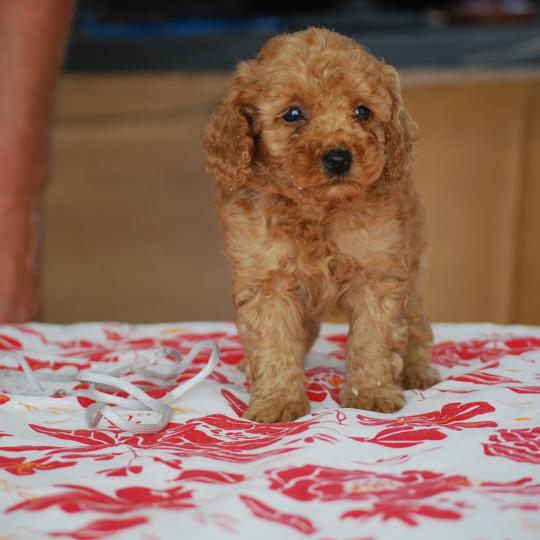 chiot Caniche Fauve Bobby col gris Elevage zadatis  caniche , teckel