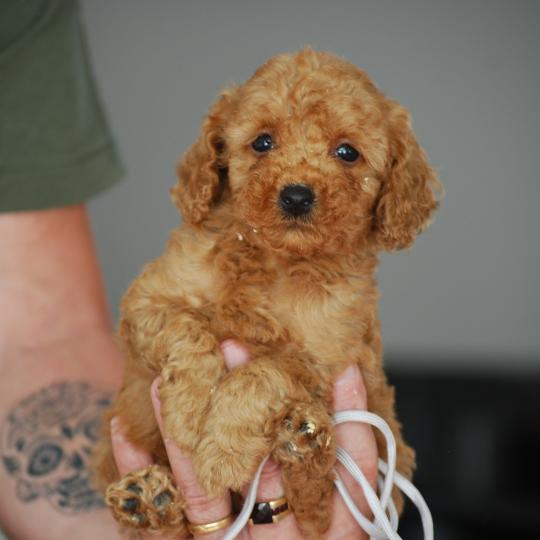chiot Caniche Fauve Bobby col gris Elevage zadatis  caniche , teckel