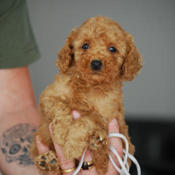 chiot Caniche Fauve Bobby col gris Elevage zadatis  caniche , teckel