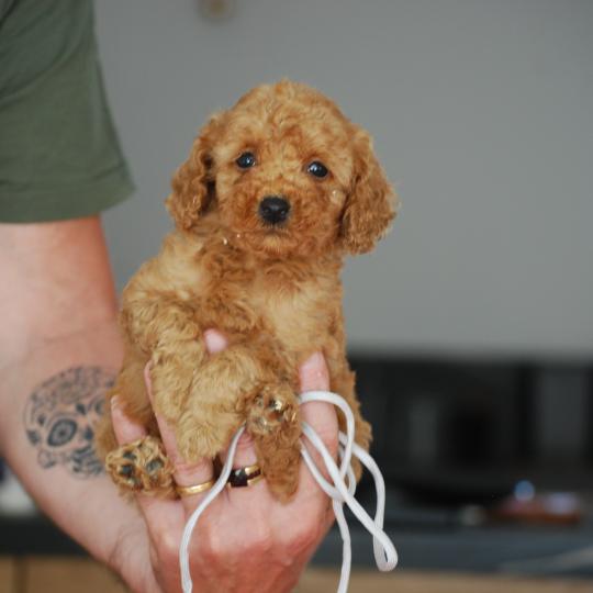 chiot Caniche Fauve Bobby col gris Elevage zadatis  caniche , teckel