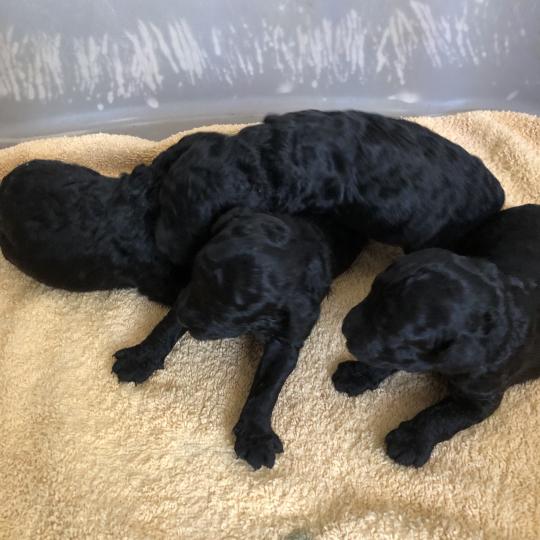 chiot Caniche Noire Elevage zadatis  caniche , teckel
