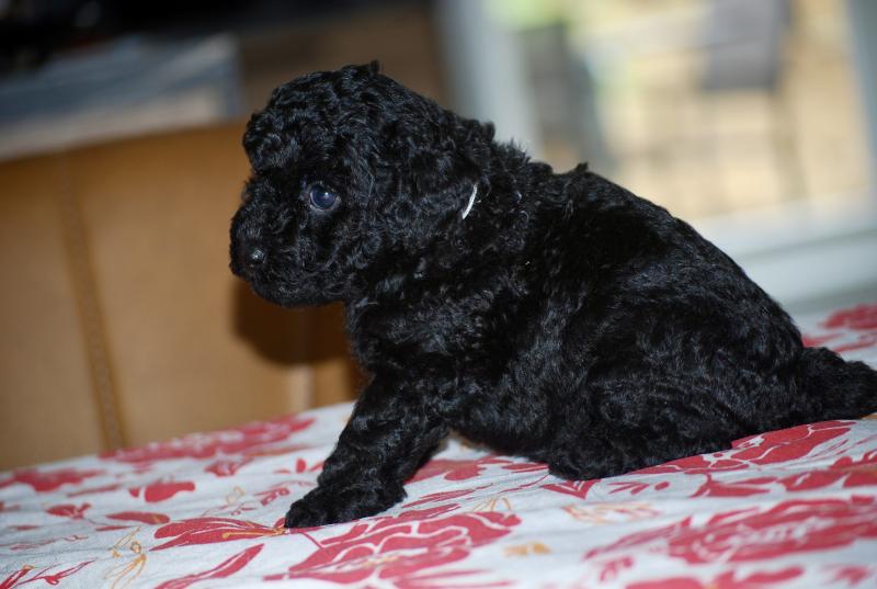 ZADATIS Barbie col blanc Femelle Caniche