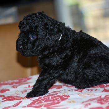 chiot Caniche Noire Baïla col blanc Elevage zadatis  caniche , teckel