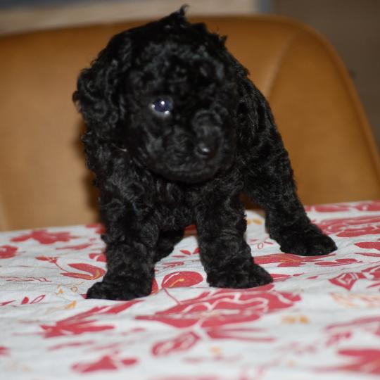 chiot Caniche Noire Baïla col blanc Elevage zadatis  caniche , teckel