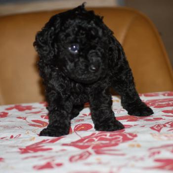 chiot Caniche Noire Baïla col blanc Elevage zadatis  caniche , teckel