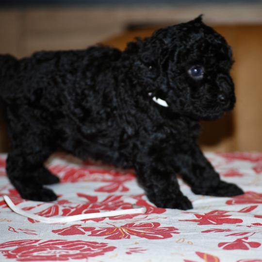 chiot Caniche Noire Baïla col blanc Elevage zadatis  caniche , teckel