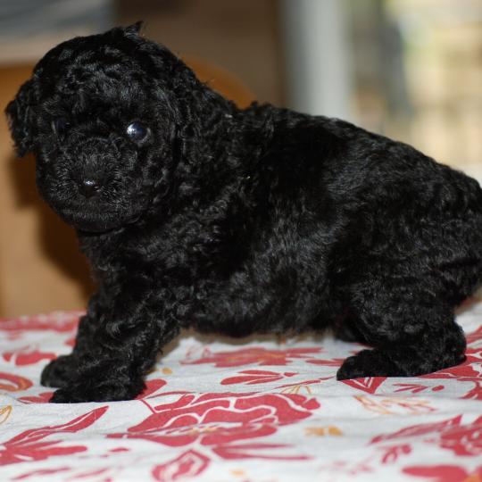 chiot Caniche Noire Baïla col blanc Elevage zadatis  caniche , teckel