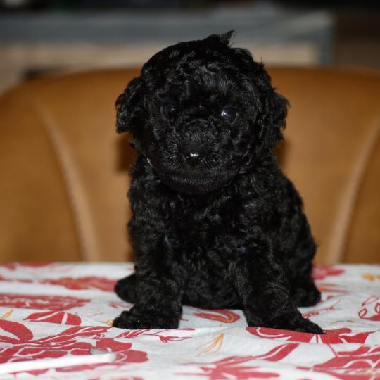 chiot Caniche Noire Baïla col blanc Elevage zadatis  caniche , teckel