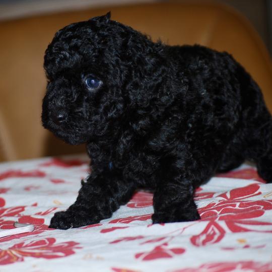 chiot Caniche Noire Baïla col blanc Elevage zadatis  caniche , teckel