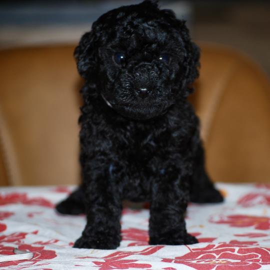 chiot Caniche Noire Baïla col blanc Elevage zadatis  caniche , teckel