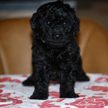 chiot Caniche Noire Baïla col blanc Elevage zadatis  caniche , teckel
