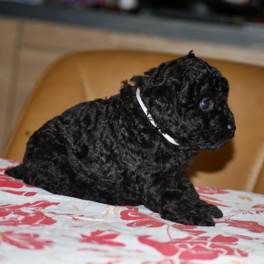 chiot Caniche Noire Baïla col blanc Elevage zadatis  caniche , teckel