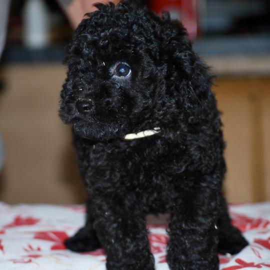 chiot Caniche Noire Barbie col blanc Elevage zadatis  caniche , teckel