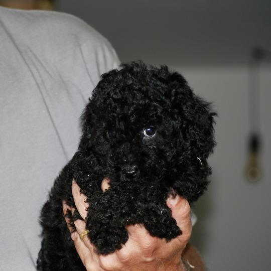 chiot Caniche Noire Barbie col blanc Elevage zadatis  caniche , teckel