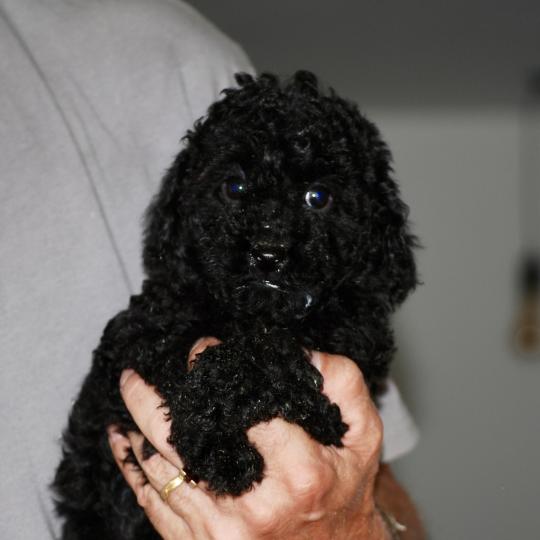 chiot Caniche Noire Barbie col blanc Elevage zadatis  caniche , teckel