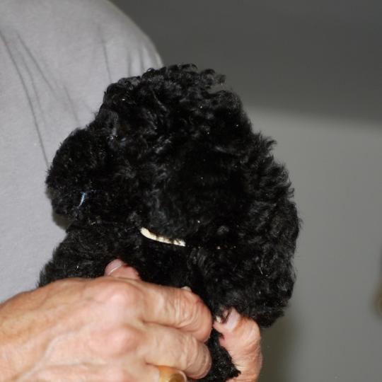 chiot Caniche Noire Barbie col blanc Elevage zadatis  caniche , teckel
