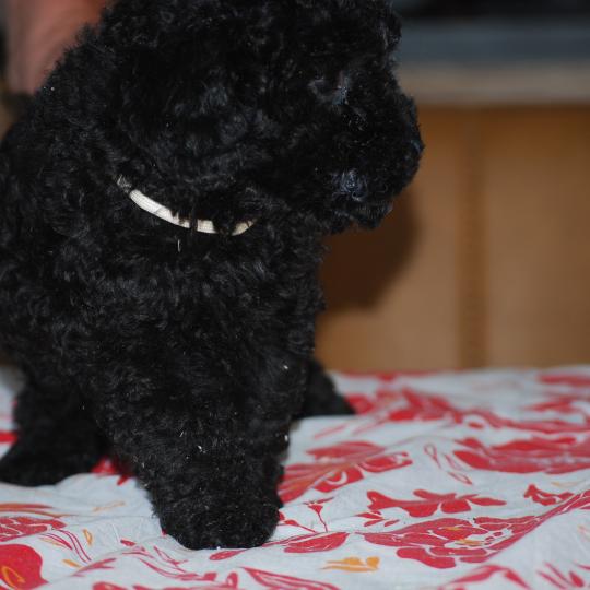 chiot Caniche Noire Barbie col blanc Elevage zadatis  caniche , teckel