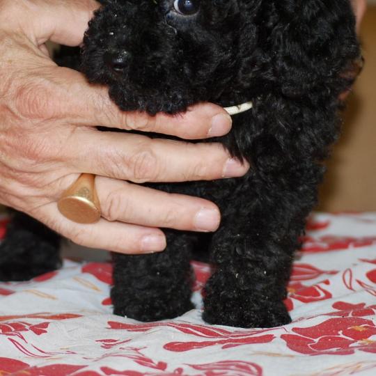 chiot Caniche Noire Barbie col blanc Elevage zadatis  caniche , teckel